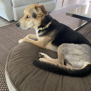 Atlas (in foster), Mixed Breed, adult, available for adoption