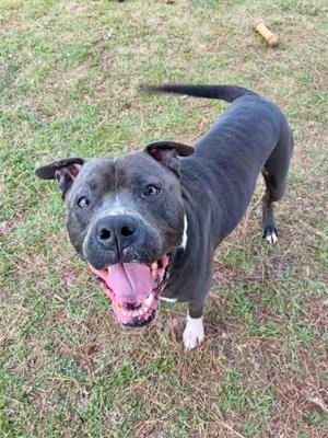 A smiling blue pit bull with its tongue out stands on grass.