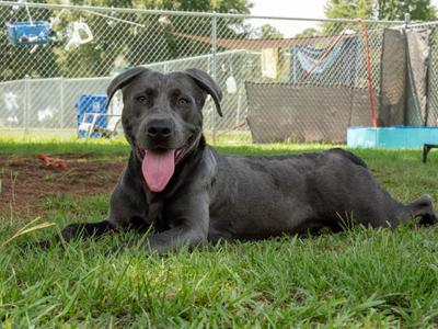Chino(in foster), Mixed Breed, adult, available for adoption