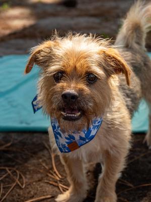 Buddy, Mixed Breed, adult, available for adoption