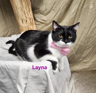 Layna, young, available for adoption