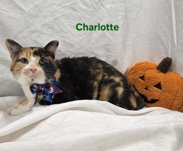 Charlotte, young, available for adoption