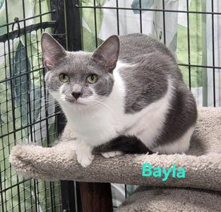 Bayla, young, available for adoption