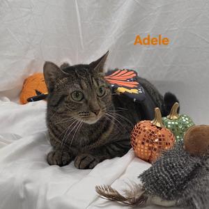 Adele, young, available for adoption