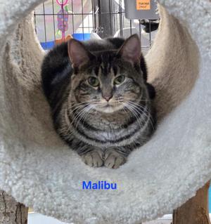 A tabby cat named Malibu sitting inside a cozy, circular cat bed.
