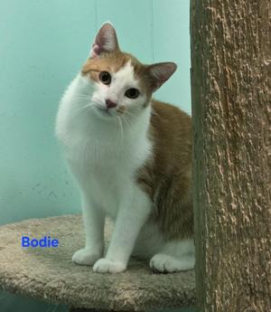 An orange and white cat named Bodie sits on a scratching post.
