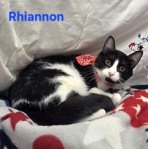 Rhiannon, young, available for adoption