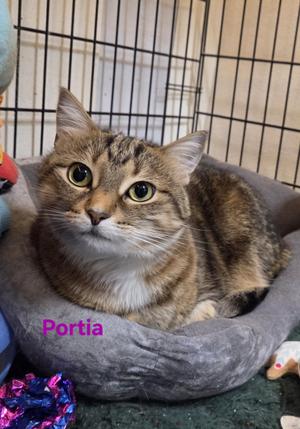 A tabby cat named Portia is resting in a gray cat bed inside a cage.