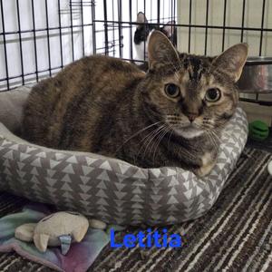 Letitia, adult, available for adoption