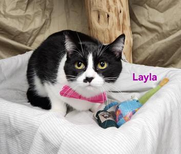 Layla, young, available for adoption