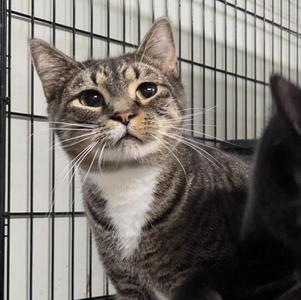 Garrett, young, available for adoption