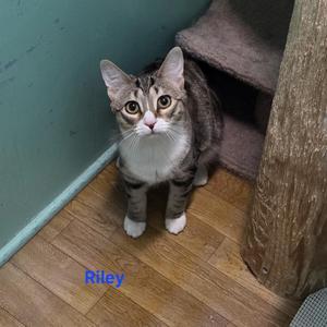 A gray and white cat named Riley sitting on a wooden floor next to a cat tree.