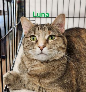 Luna, adult, available for adoption