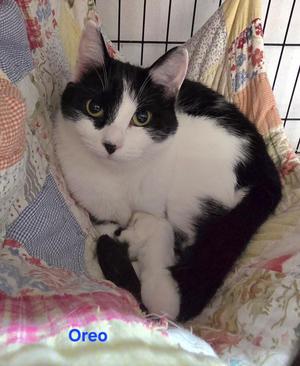 Oreo, young, available for adoption