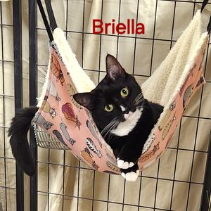 Briella, young, available for adoption