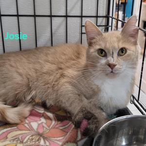 A light brown cat with white chest fur is lying down in a cage. The word "Josie" is written in teal text on the left side of the image.