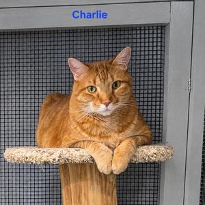 Charlie, young, available for adoption