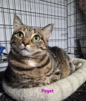 Paget, adult, available for adoption