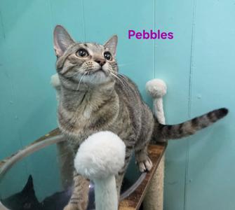 A tabby cat named Pebbles sitting on a scratching post, looking up with wide eyes.