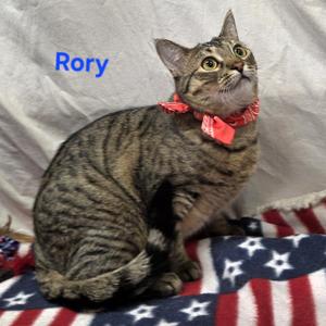 Rory, young, available for adoption
