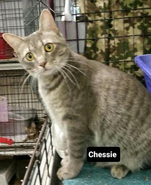 Chessie, adult, available for adoption