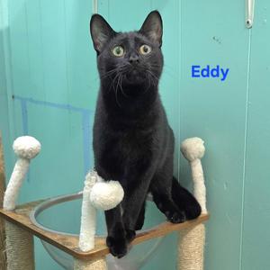 Eddy, young, available for adoption