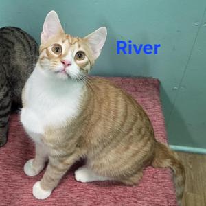 An orange and white tabby cat named River sits on a red surface, looking up and to the left.