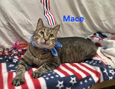 Mace, adult, available for adoption