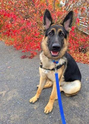 Moka, Mixed Breed, puppy, available for adoption