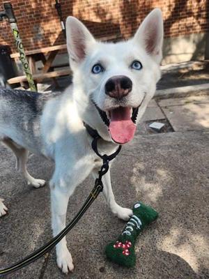 A happy husky dog with blue eyes and a pink tongue sticking out, standing on a sidewalk with a green toy nearby.