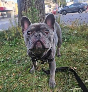 A gray French bulldog standing on grass, looking at the camera with its ears perked up.