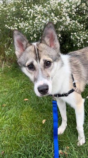 Jackson, Mixed Breed, young, available for adoption
