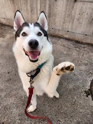 A happy husky dog with a black and white coat is standing on a concrete surface, raising its front left paw. The dog is wearing a blue collar and a red leash. Its mouth is open, showing its tongue, and it appears to be smiling. The background consists of a gray concrete wall.