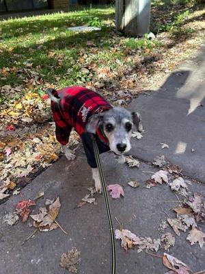 Betty, Mixed Breed, adult, available for adoption