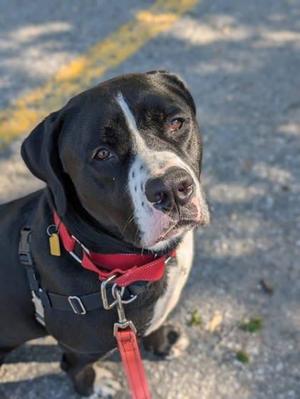 Picasso, Mixed Breed, young, available for adoption