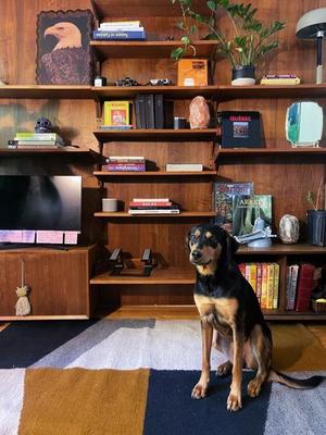 Noa, Mixed Breed, young, available for adoption