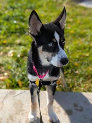 Estrella, Mixed Breed, puppy, available for adoption