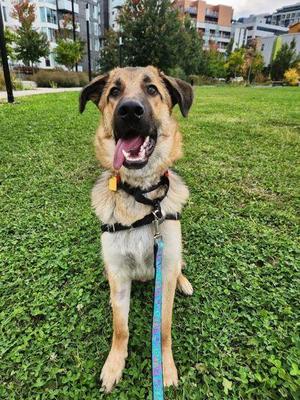 Luigi, Mixed Breed, young, available for adoption