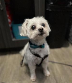 Lucky, Mixed Breed, senior, available for adoption