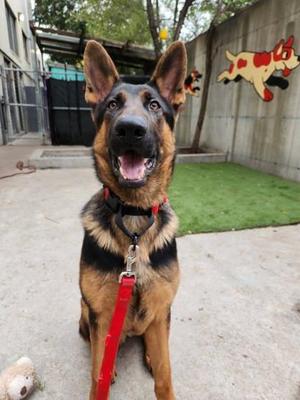 Aaron, Mixed Breed, young, available for adoption