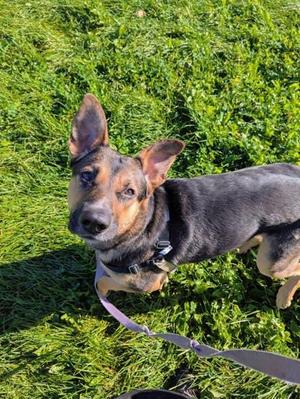 Lexie, Mixed Breed, adult, available for adoption