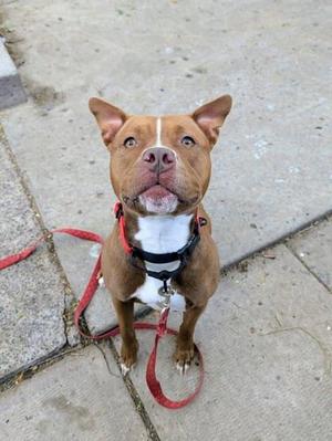 A brown and white dog with a red leash standing on a concrete surface.
