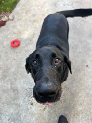 Opie, Mixed Breed, young, available for adoption