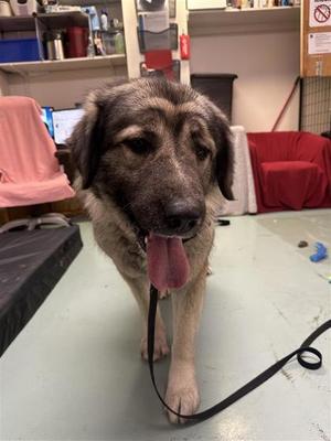 Emy, Mixed Breed, adult, available for adoption
