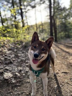 Mako, Shiba Inu / Mixed Breed, young, available for adoption