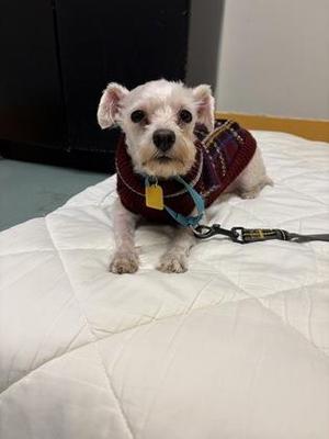 Louny, Mixed Breed, adult, available for adoption