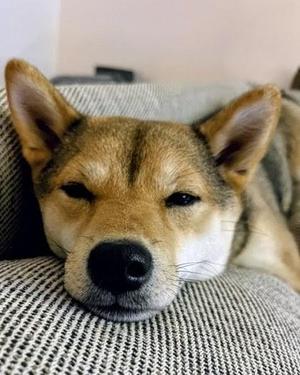 Choji, Shiba Inu / Mixed Breed, young, available for adoption