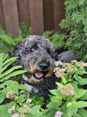 Moďra, Mixed Breed, adult, available for adoption