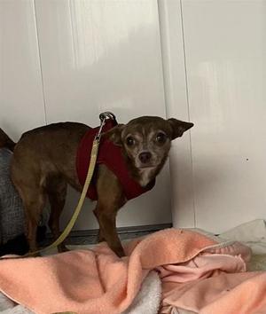 Bowie, Mixed Breed, adult, available for adoption