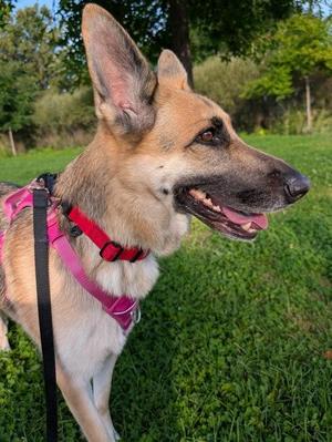 Noémie, Mixed Breed, young, available for adoption
